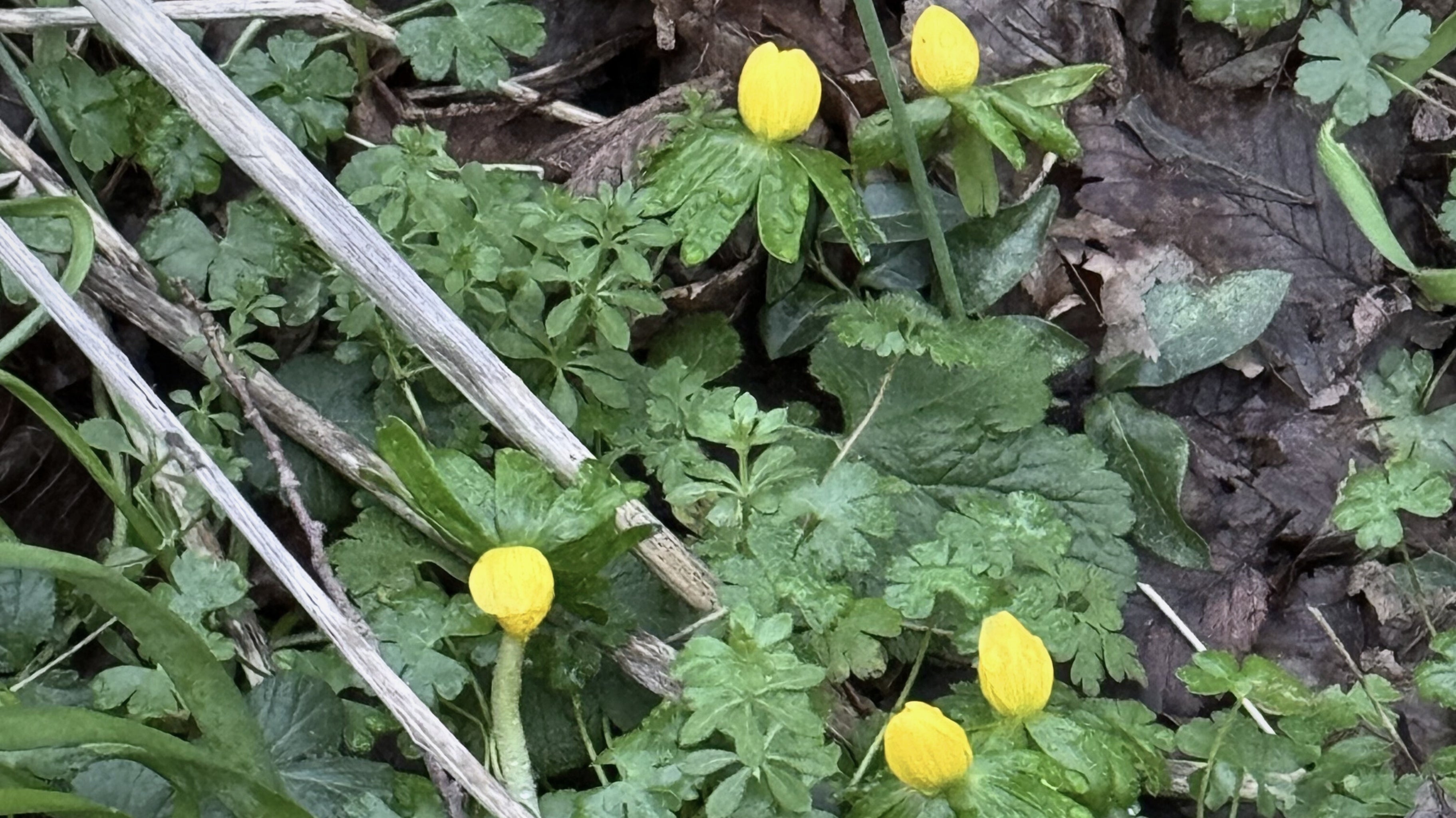 Living Calendar – Late Winter: Beginnings